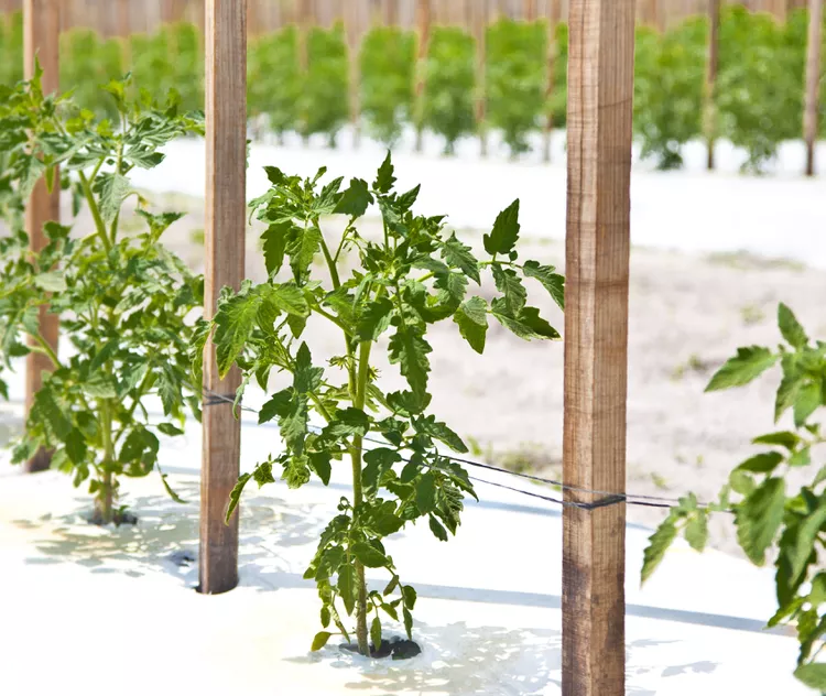 Florida Weave for Tomatoes: 7 Steps to Perfectly Trellis Your Plants