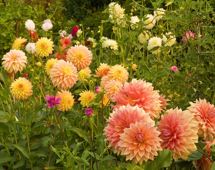 How to Plant and Grow Dahlias