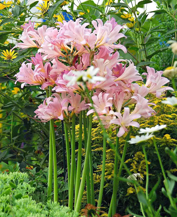 How to Plant and Grow Spider Lily