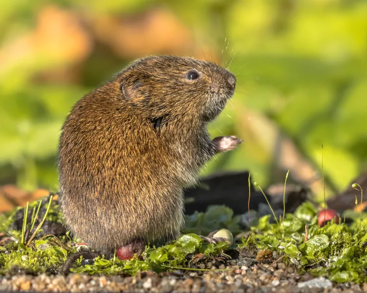 How to Get Rid of Voles in Your Lawn and Garden: 8 Natural Solutions