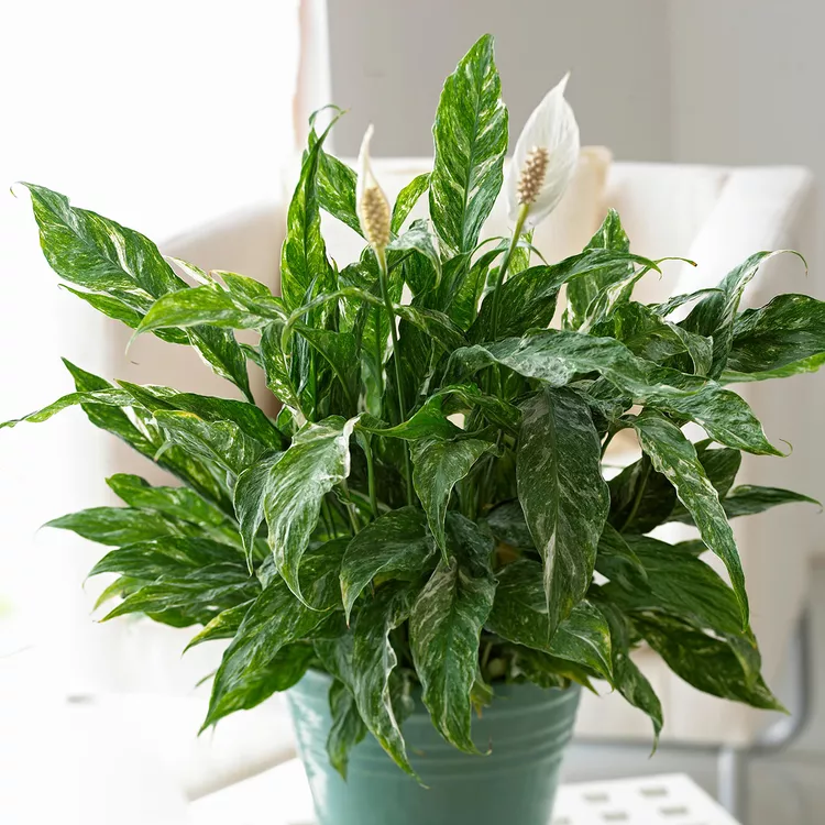 31 Best Low-Light Indoor Plants to Brighten Up Your Home