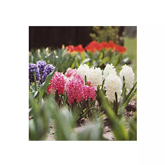 How to Plant and Grow Hyacinth