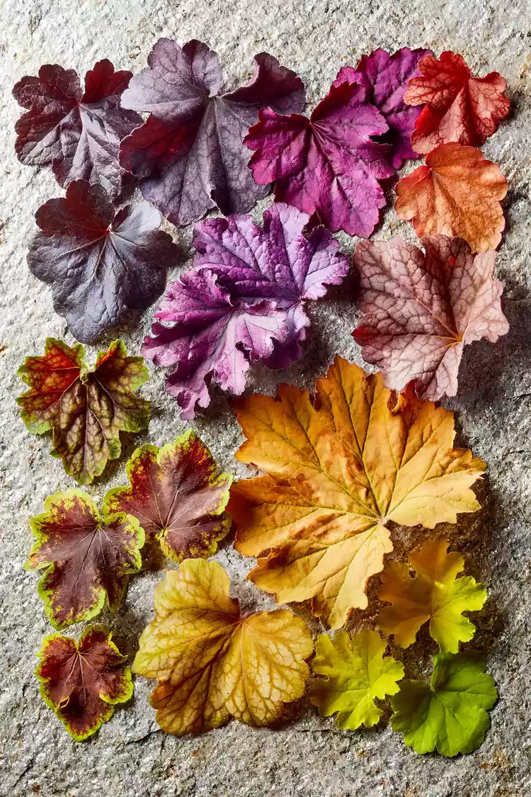 12 Plants with Colorful Leaves for Brightening Up Your Garden