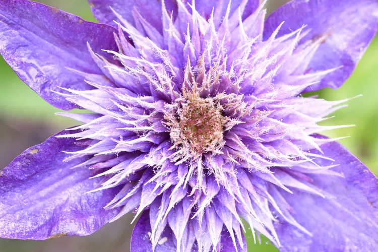 15 Clematis Varieties That Have the Prettiest Flowers