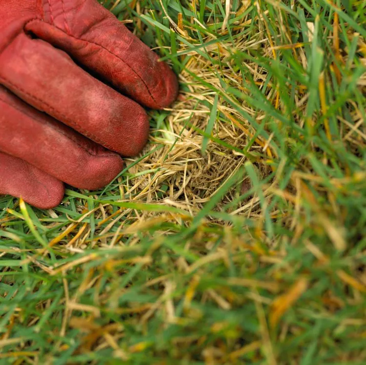 What Every Homeowner Needs to Know About Dethatching Lawns