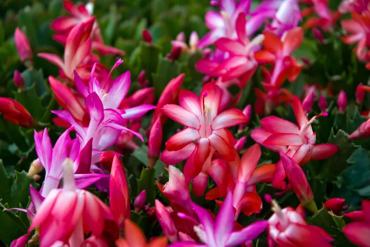 How to Tell Thanksgiving Cactus from Christmas Cactus