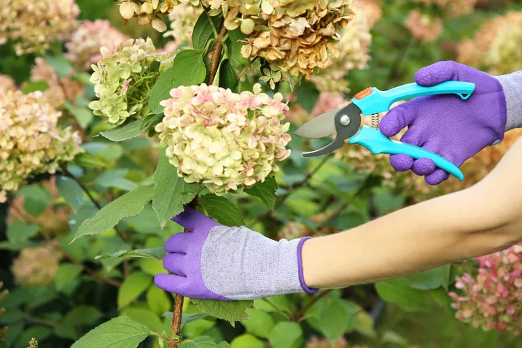 Should You Be Deadheading Hydrangeas? Here's What an Expert Recommends