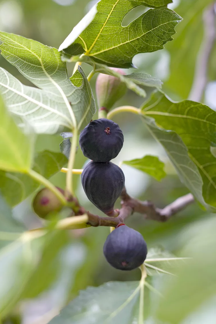 When Are Figs Ripe and Ready to Pick? 10 Tips for Harvesting the Sweetest Fruit