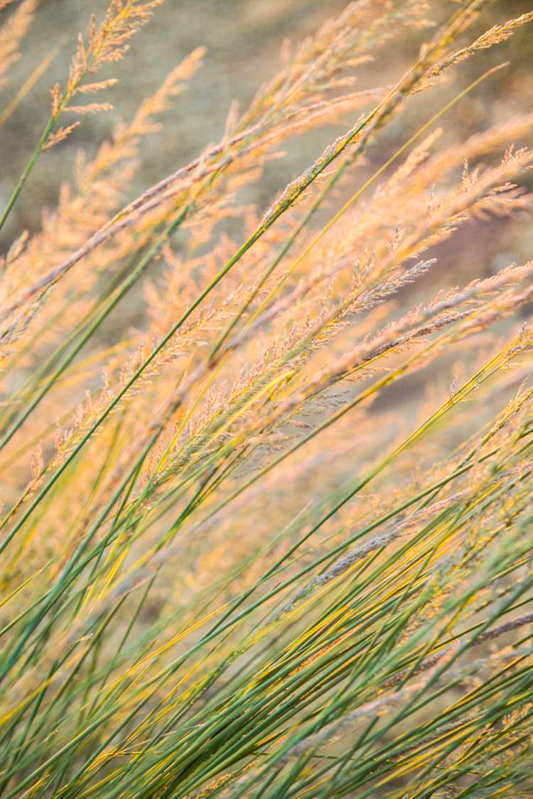 How to Plant and Grow Indian Grass 