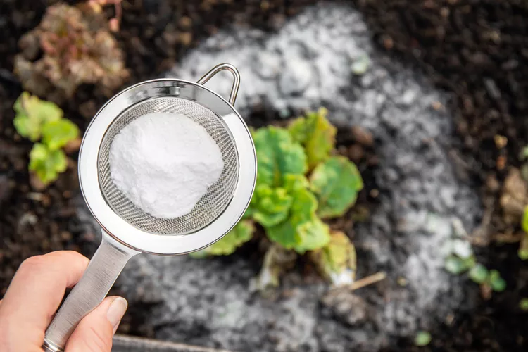 Baking Soda for Plants? Here’s Why That’s Not a Good Idea