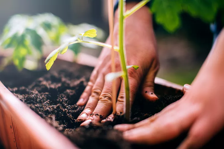 Can You Reuse Potting Soil? Yes, as Long as You Do This First