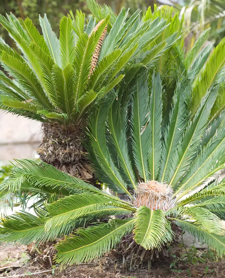 How to Plant and Grow Sago Palm