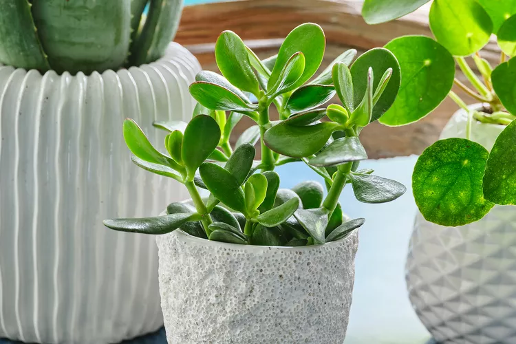 How to Propagate Jade Plants in Soil or Water