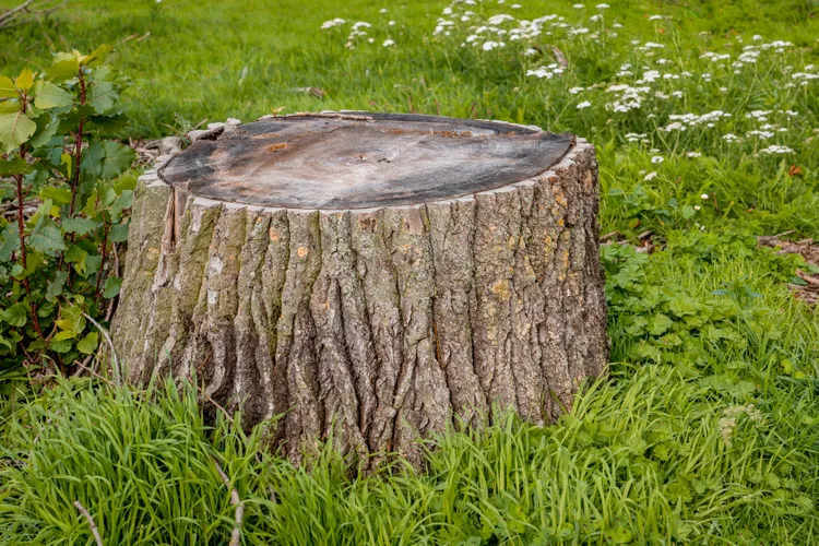 5 Solutions for How to Remove a Tree Stump from Your Yard Safely