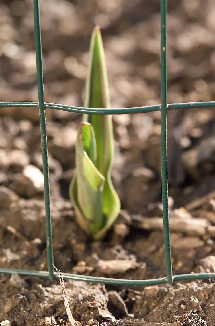 10 Tips for Protecting Tulip Bulbs for the Best Spring Bloom