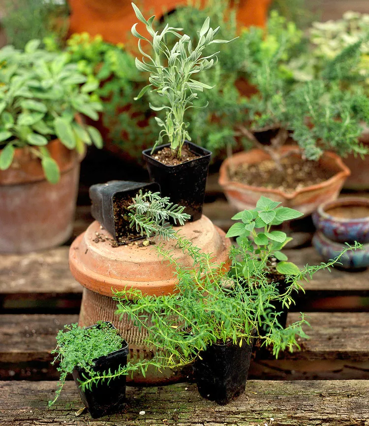 How to Care for Herbs