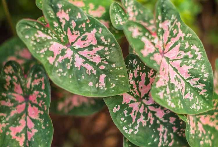 Are Caladiums Perennials That Come Back After Winter? 