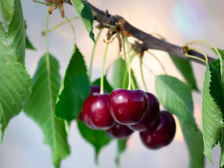 How to Plant Cherry Seeds and Nurture Seedlings into Trees