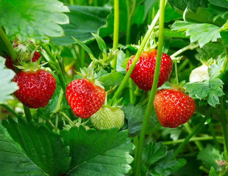 How and When to Fertilize Strawberries for the Best Harvest