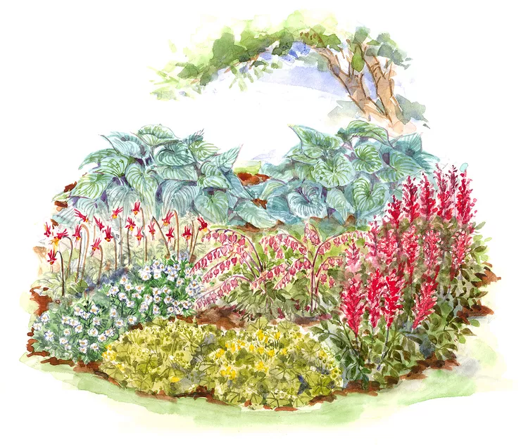 This Cold-Climate Shade Garden Plan Features Colorful Perennials