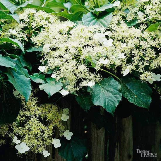 How to Plant and Grow Climbing Hydrangea