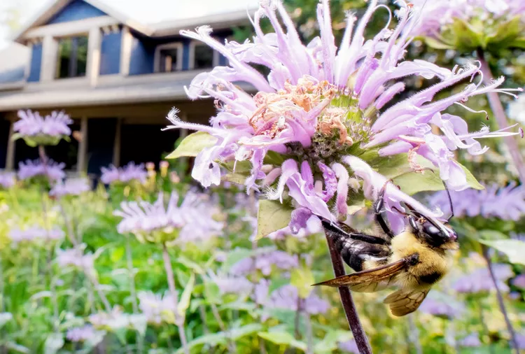 Meadowscaping Is a Trendy Lawn Alternative—Here's How to Try It in Your Yard