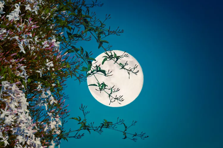 Does Gardening by the Moon Really Work? Here's What Experts Say