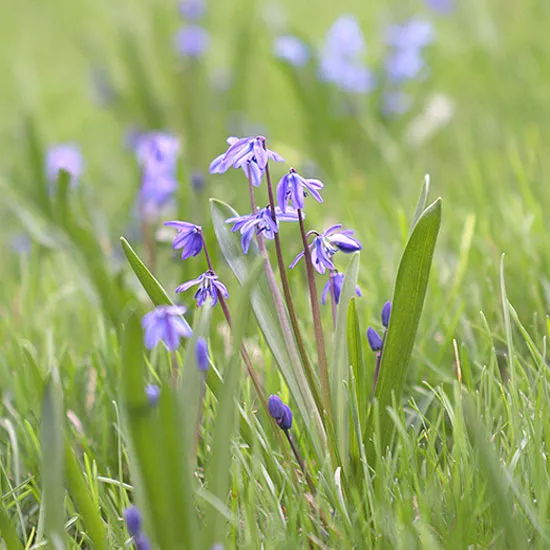 How to Plant and Grow Squill