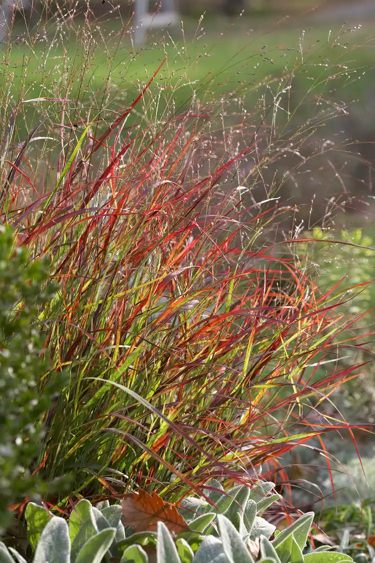 Birds Will Flock to Your Garden When You Plant Grasses for Wildlife 