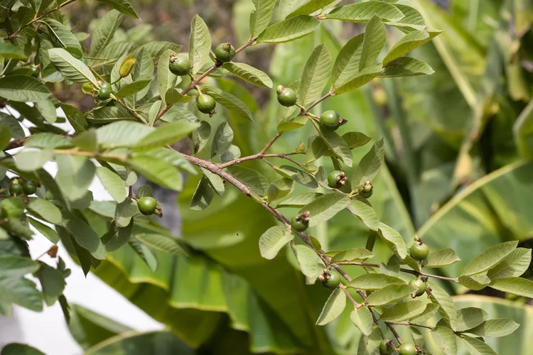 How to Plant and Grow a Guava Tree