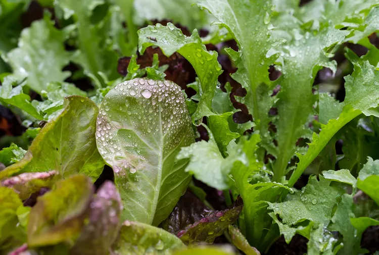 4 Best Types of Lettuce to Grow in Your Garden