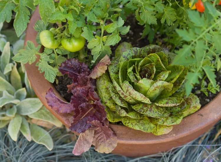 12 Tips for Growing Lettuce in Containers from Seed to Salad