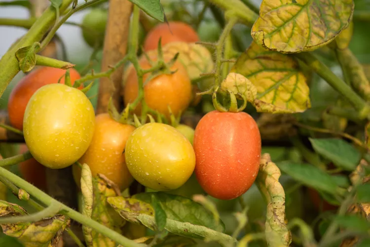 Got Yellow Leaves on Tomato Plants? 9 Reasons Why and How to Fix It