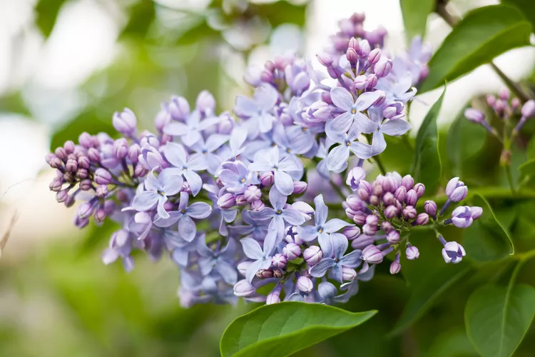 11 Best Deer-Resistant Shrubs for Avoiding Browsing Damage