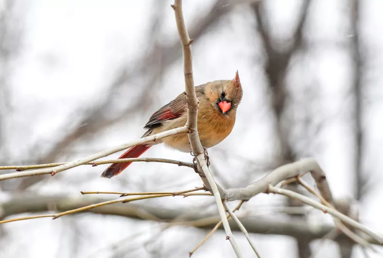 How to Stop Birds from Flying into Windows