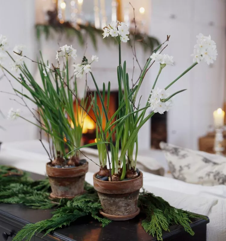 How to Plant and Grow Paperwhites 