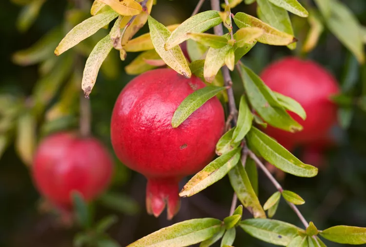 How to Plant and Grow Pomegranates