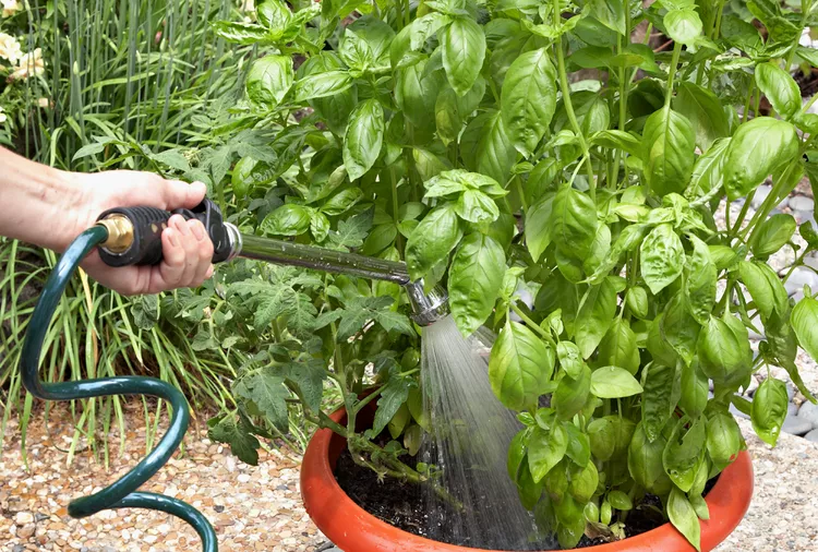 How Often to Water Basil to Keep Its Tasty Leaves Thriving