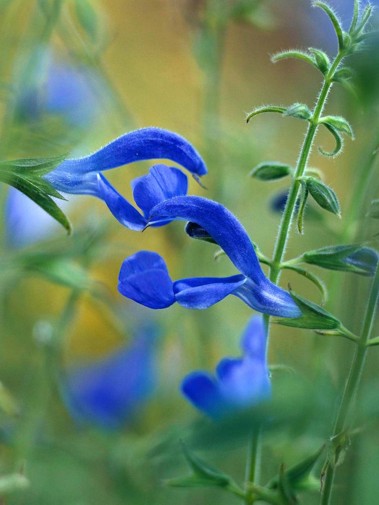 18 Stunning Blue Flowers You’ll Love Having in Your Garden