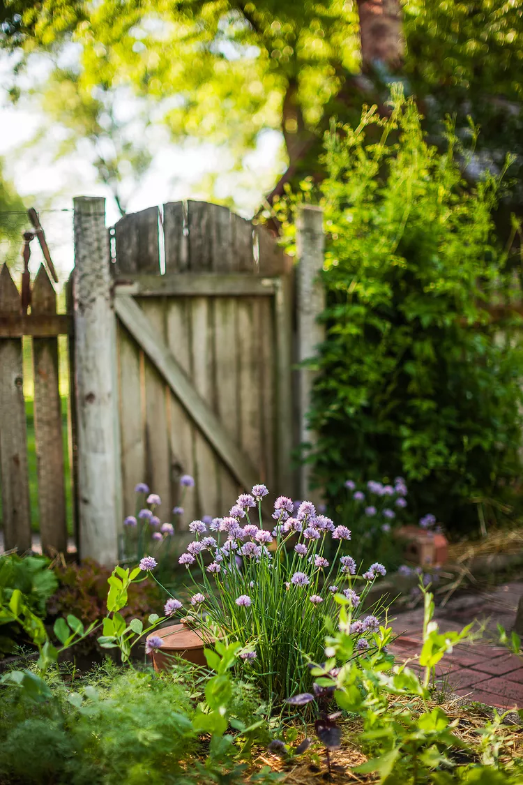 2 Plants that Repel Ticks and Fleas from Your Yard