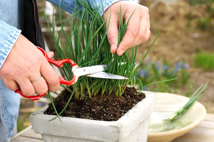 When and How to Harvest Chives So the Plant Keeps Growing