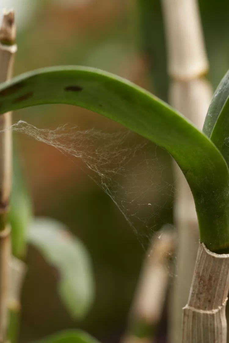 How to Get Rid of Spider Mites on Indoor Plants