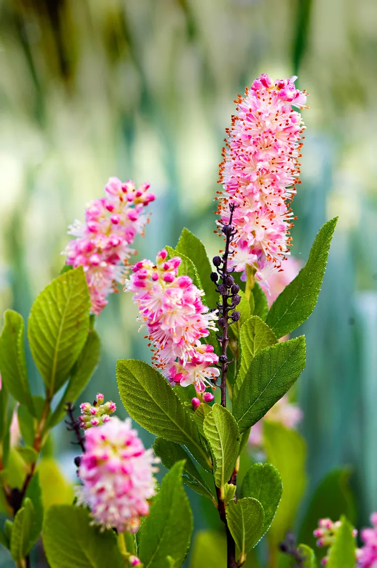 13 Summer-Flowering Shrubs That Are Super Easy to Grow