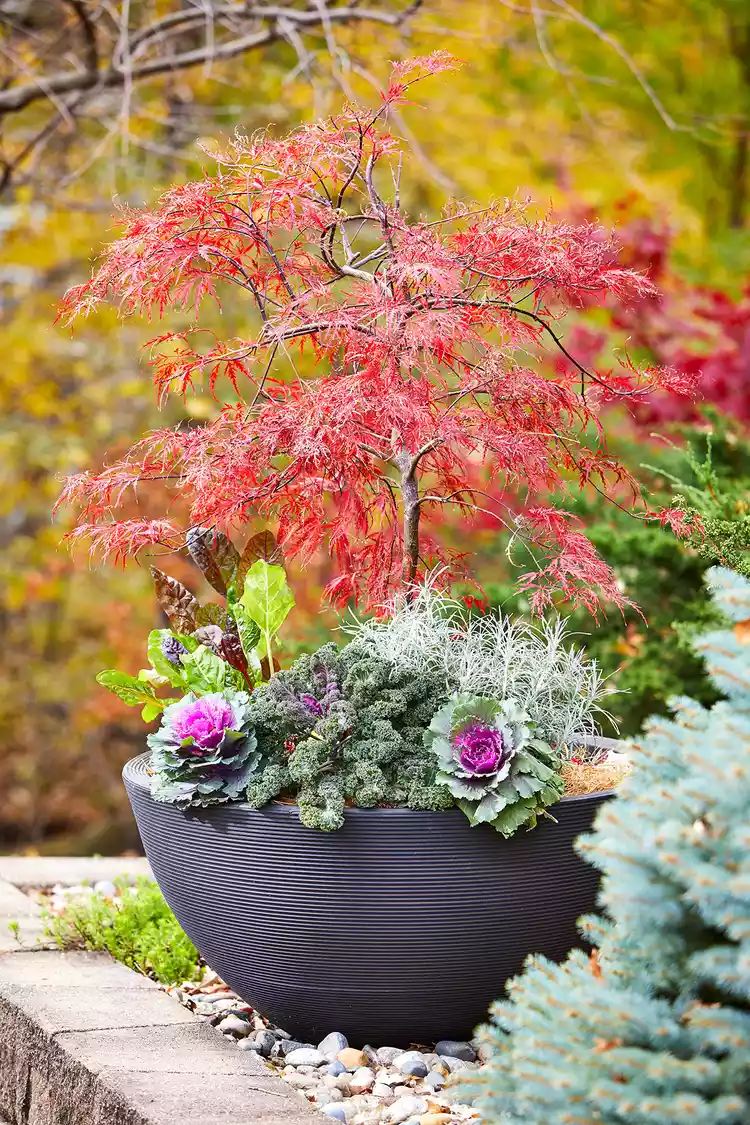 19 Gorgeous, Fiery Fall Trees and Shrubs