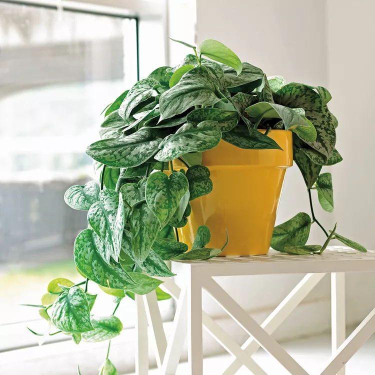 7 Low-Maintenance Indoor Plants that Almost Thrive on Neglect