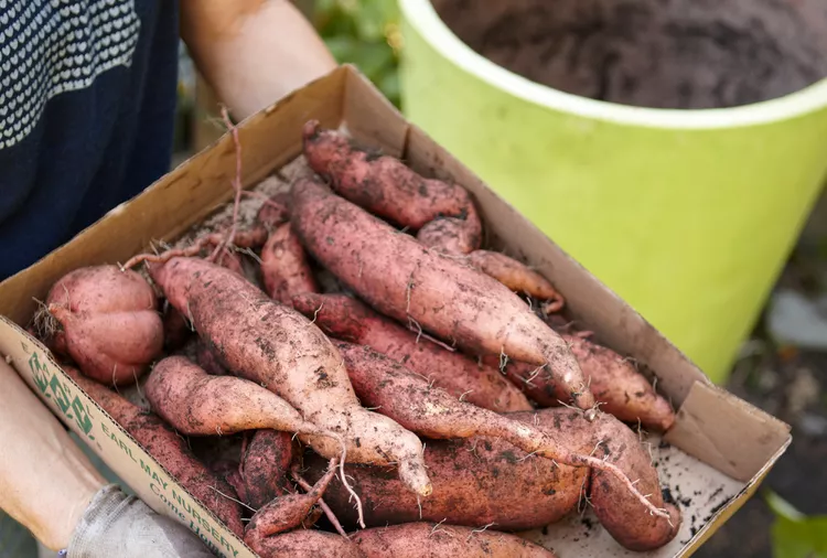 How to Grow Sweet Potatoes in Containers for a Tasty Harvest