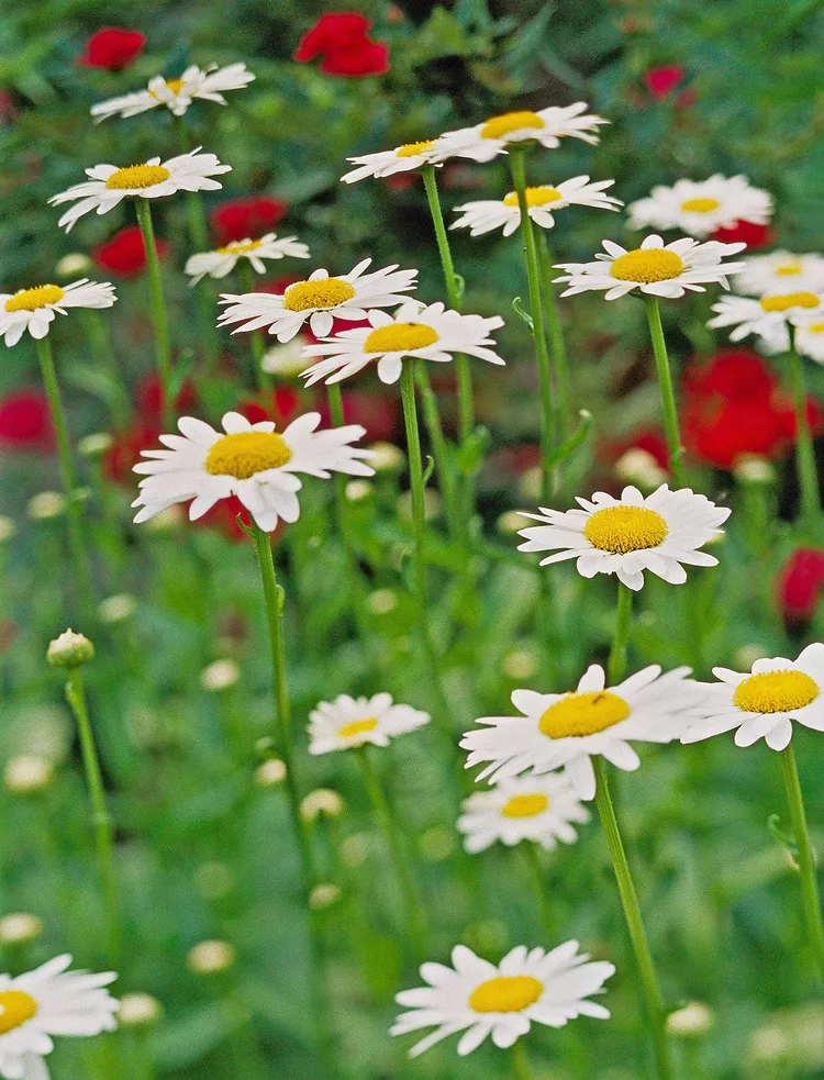 Brighten Up Small Spaces with This Corner of Perennials Garden Plan