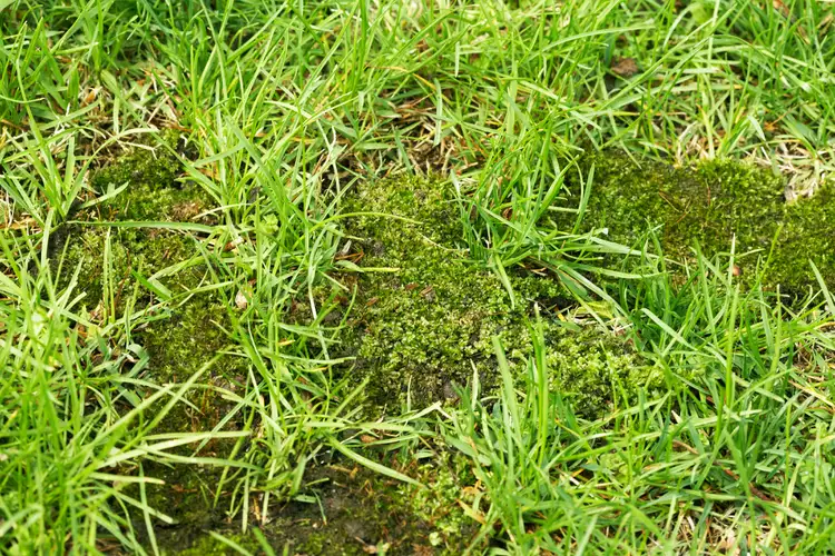 How to Get Rid of Moss in the Lawn and Prevent It From Returning