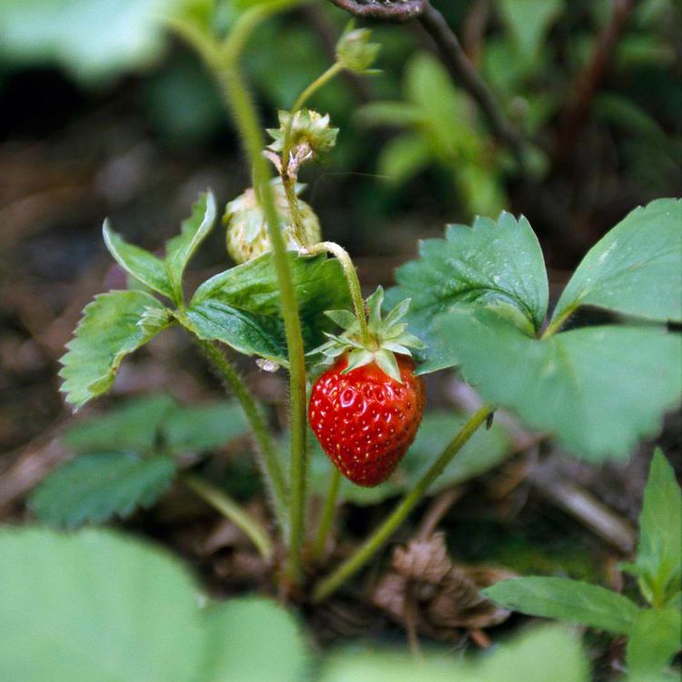 How to Grow Strawberries from Seed 