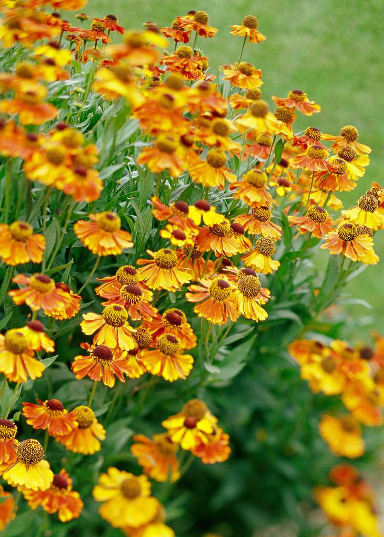 8 Fall-Blooming Native Plants to Add Late-Season Color to Your Garden